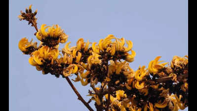 Flame of the forest puts on a rare yellow face in Mangar’s Aravalis: Morph Palash tree becomes a point of scientific interest