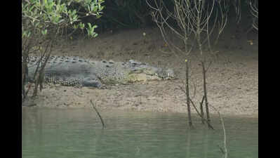Maharashtra’s Sangli sees two crocodile attacks in two weeks, raising safety fears