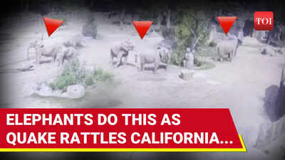 California Earthquake: Videos Show Elephants Scrambling, Homes Shaking As 5.2 Magnitude Quake Hits