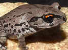 New frog species discovered after 21 years of study; named in the honour of Assamese college