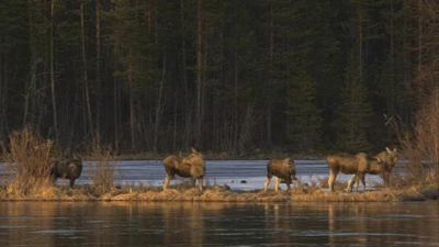 Millions tune in for 24-hour live coverage of Sweden's epic moose migration