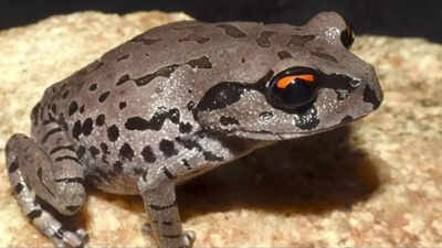 New frog species discovered after 21 years of study; named in the honour of Assamese college