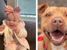 Pet pit bull kills infant in the US: Most dangerous dog breeds for kids