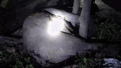 Tusker killed by train in Uttarakhand’s Terai eastern forest division