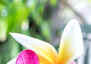 10 flowers that will fill the home with a sweet scent and a burst of colours