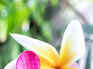 10 flowers that will fill the home with a sweet scent and a burst of colours