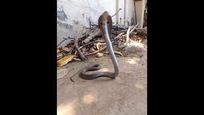 5 feet Indian cobra rescued from house in the heart of Chhatrapati Sambhajinagar after 3-day operation