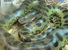 6 terrifying moments when anacondas looked straight out of a horror film | Watch