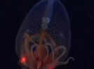Colossal squid caught alive on camera for the first time in 100 years!
