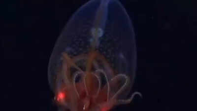 Colossal squid caught alive on camera for the first time in 100 years!