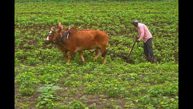 4 booked in Parli for fraudulent crop insurance proposal