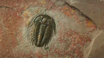 444-year-old fossil belonging to the spider family with gut and brains intact has been found