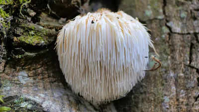 Lion’s Mane Mushroom: How the fungus can help in nerve repair and development