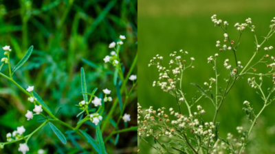 These harmless white flowers can cause serious respiratory illness in just anyone