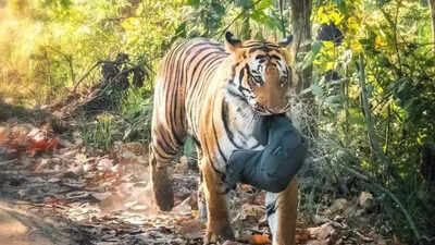 Pilibhit tiger with camera bag in mouth sparks worry, rules planned to curb litter in reserve