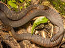 Watch: Massive Eastern Brown snakes fight for dominance in viral video