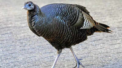 Love struck Turkey flees home in search of mate, ends up bringing traffic jams and 911 calls in New York