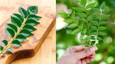 7 reasons to chew curry leaves on an empty stomach