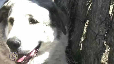 Ranch dog protects toddler all night in freezing Arizona desert: What happened next was unbelievable!