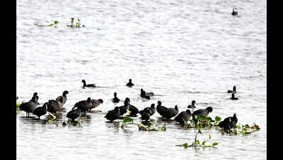 Mayday for Winged Migrants