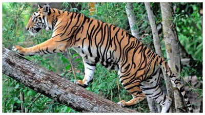 Optical illusion: Only a genius can spot the hidden tiger in just 5 seconds