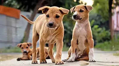 'Fear of dogs' drives Hyderabad trader to kill 3 newborn puppies