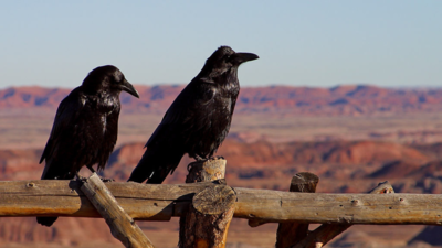 Crows keep grudges, can remember your face for 17 years