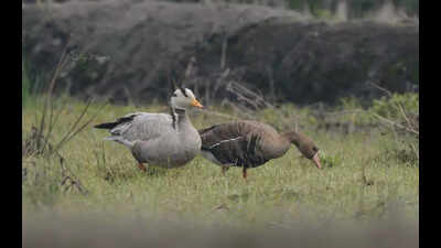 7 new migratory bird species sighted in Arunachal’s Ziro