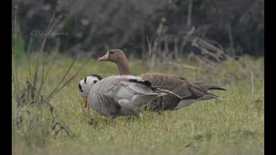 7 new migratory bird species sighted in Arunachal’s Ziro