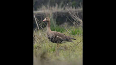 7 new migratory bird species sighted in Arunachal’s Ziro