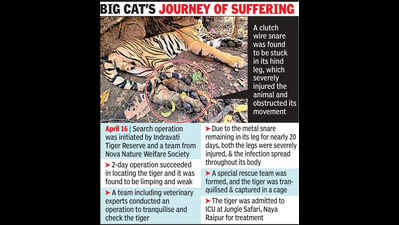 Injured tiger rescued from Indravati Tiger Reserve, shifted to Nandanvan for treatment