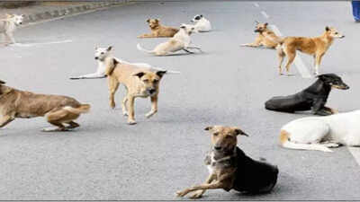 Corpn to vaccinate stray dogs against rabies