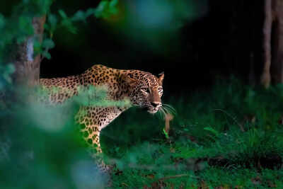 5 tips to spot animals hiding in plain sight during safari