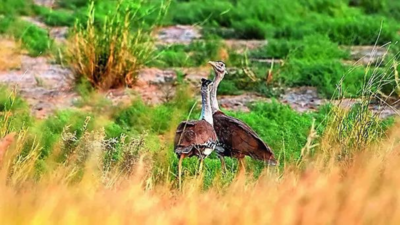 India 1st nation to achieve artificial breeding of Great Indian Bustard