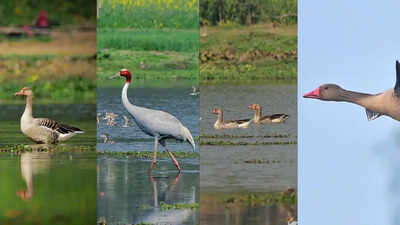 Barabanki wetlands: A lifeline for winged visitors & posterity