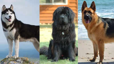 10 Biggest dog breeds that are gentle including Labrador, Siberian Husky and others