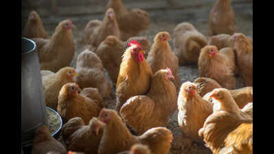 Veterinary department to collect poultry blood samples in war on avian flu