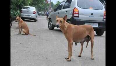 623 canines sterilised, vaxxed in Salcete drive