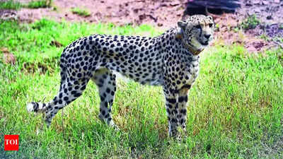 2nd home: Two cheetahs moved to new MP forest