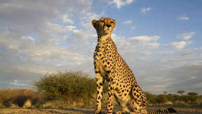 Scientists set to bring back extinct Indian cheetahs with gene technology after reviving dire wolves