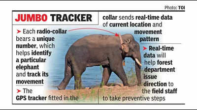 10 ‘rogue’ elephants radio-collared to track movements
