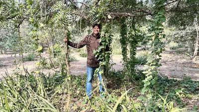 Climate-resilient urban forest offers hope amid ‘gaps’ in heat action plan