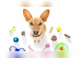 5 smartest pet dog breeds that are incredibly easy to train