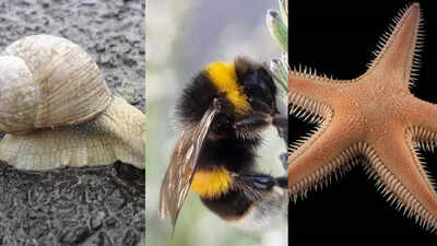 10 Animals with more than one brain including octopus, starfish and more