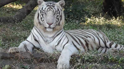 White tiger ‘Aakash’ dies of congestive heart failure at Kanan Pendari Zoo in Chhattisgarh