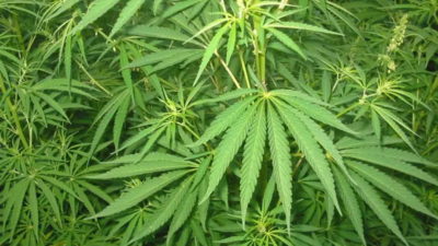 With over 200 kg hashish oil (liquid ganja), Andhra Pradesh achieves rare high
