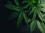 Cannabis use may raise dementia risk by 72%