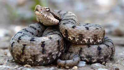 How do snakes see? Discover the fascinating truth behind their vision