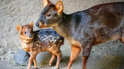 The tiniest deer species in the world is the most adorable thing you will find on the internet today!