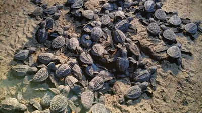 Turtle hatchlings emerge from eggs at Gahirmatha